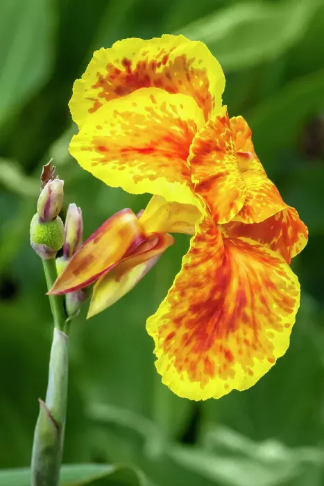 Framed Print : Yellow canna lily Framed Print : Yellow canna lily