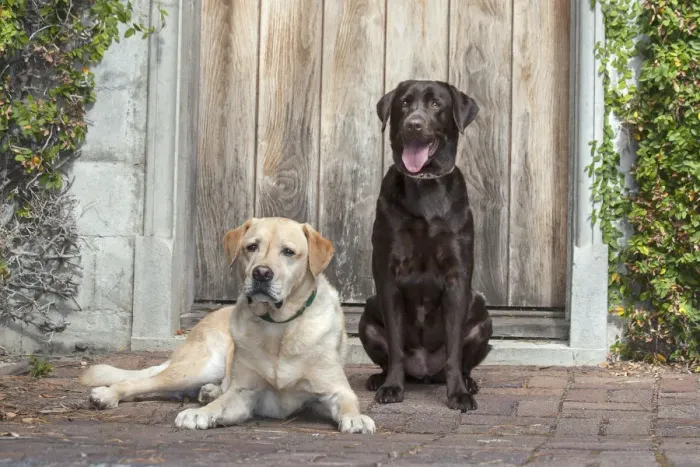 Framed Print : Yellow and Chocolate Labrador Retrievers sitting on rock patio