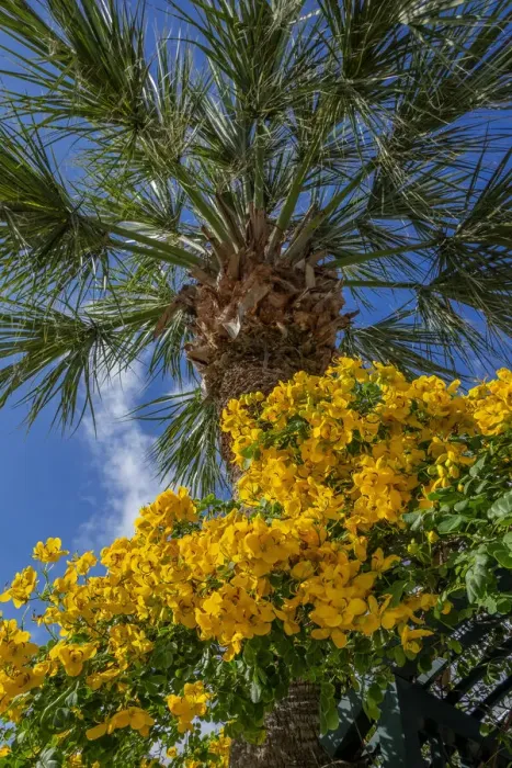 Framed Print : Yellow Christmas bush