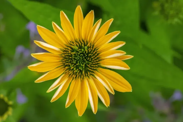 Framed Print : Yellow Coneflower Framed Print : Yellow Coneflower