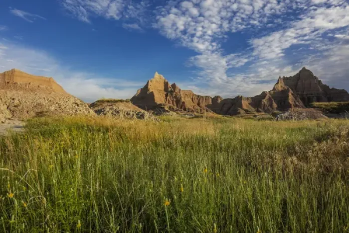 Framed Print : Yellow coneflowers in Badlands National Park, South Dakota, USA Framed Print : Yellow coneflowers in Badlands National Park, South Dakota, USA
