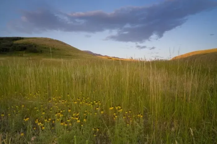 Framed Print : Yellow coneflowers in the foothills of the Absaroka Mountains near Livingston Montana Framed Print : Yellow coneflowers in the foothills of the Absaroka Mountains near Livingston Montana