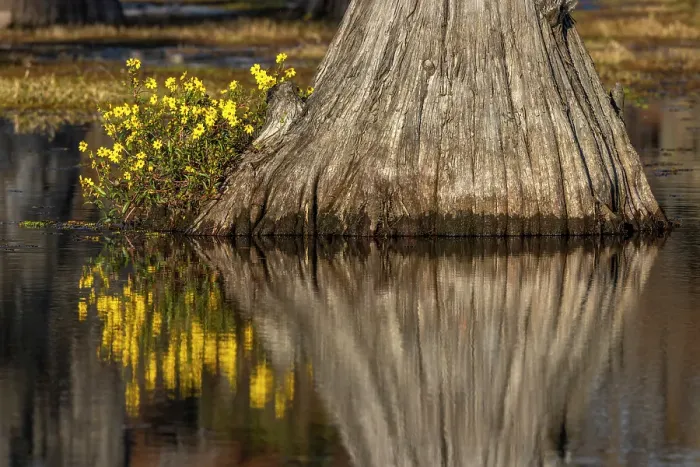 Framed Print : Yellow coreopsis flowers, bald cypress trees in southern swamp, Caddo Lake, Texas Framed Print : Yellow coreopsis flowers, bald cypress trees in southern swamp, Caddo Lake, Texas