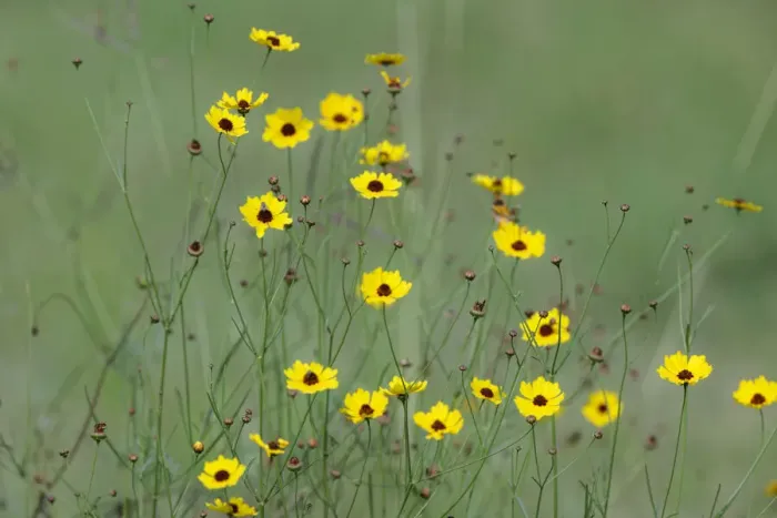 Framed Print : Yellow coreopsis flowers, Rio Grande Valley, Texas