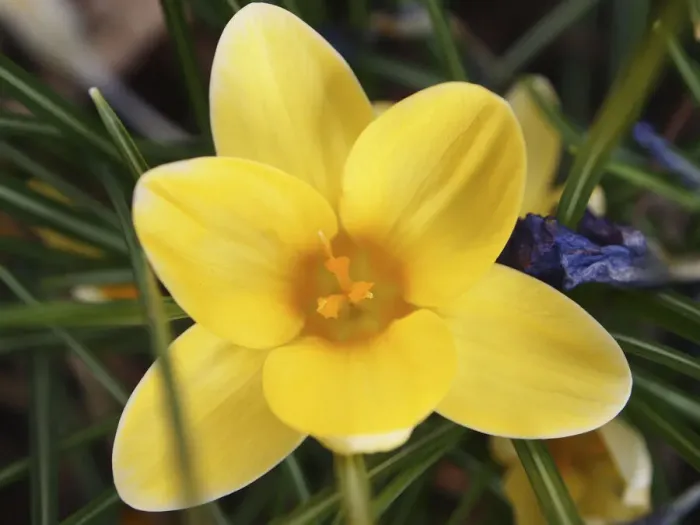 Framed Print : Yellow Crocus Flower