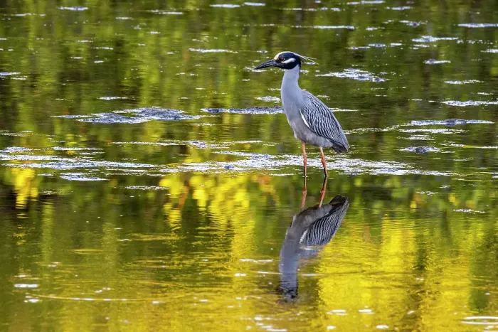 Framed Print : Yellow crowned night heron in Ding Darling National Wildlife Refuge on Sanibel Island, Florida, USA Framed Print : Yellow crowned night heron in Ding Darling National Wildlife Refuge on Sanibel Island, Florida, USA