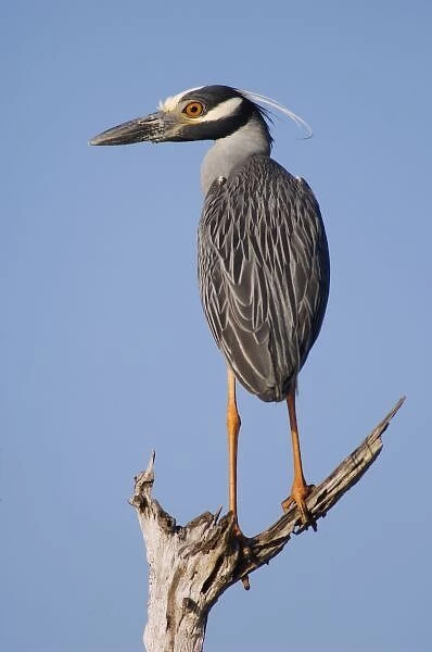 Yellow-crowned Night-Heron, Nyctanassa violacea, adult perched, Willacy County, Rio Grande Valley