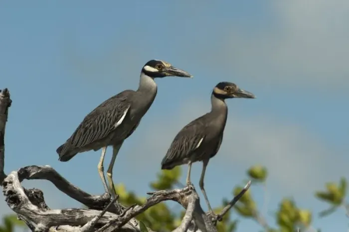 Framed Print : Yellow-crowned Night-heron (Nyctanassa violacea), Sian Ka an Biosphere Reserve