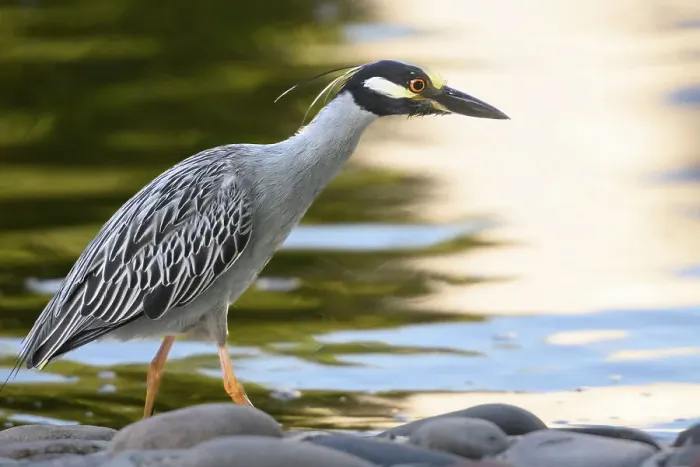 Framed Print : Yellow-crowned night heron stalking prey alongside a pond against golden light reflected Framed Print : Yellow-crowned night heron stalking prey alongside a pond against golden light reflected