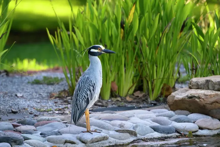 Framed Print : Yellow-crowned night heron standing majestic alongside a pond against green reeds Framed Print : Yellow-crowned night heron standing majestic alongside a pond against green reeds