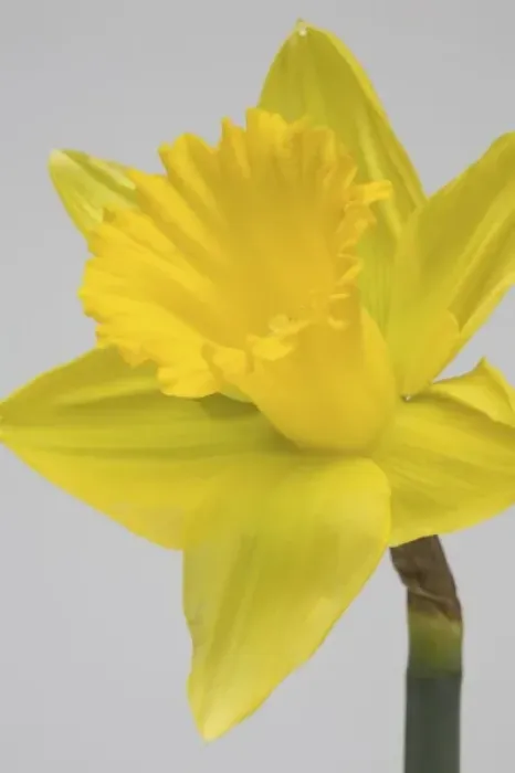 Framed Print : Yellow daffodil Framed Print : Yellow daffodil
