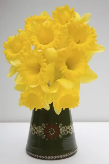 Framed Print : Yellow daffodils