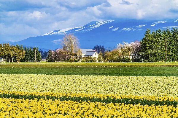 Yellow daffodils, Skagit Valley, Washington State. Pacific Northwest