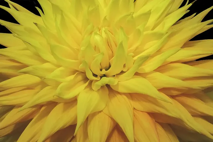 Framed Print : Yellow dahlia blossom, Bellevue Botanical Garden, Washington State, Usa Framed Print : Yellow dahlia blossom, Bellevue Botanical Garden, Washington State, Usa