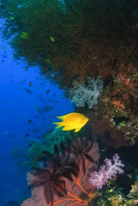 Framed Print : Yellow Damsel, gorgonian sea fan, crinoids, & soft corals, Bligh Water, Viti Levu