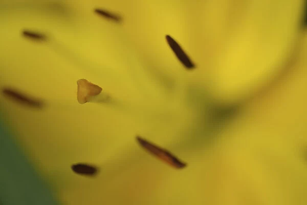 Yellow daylily flower close-up
