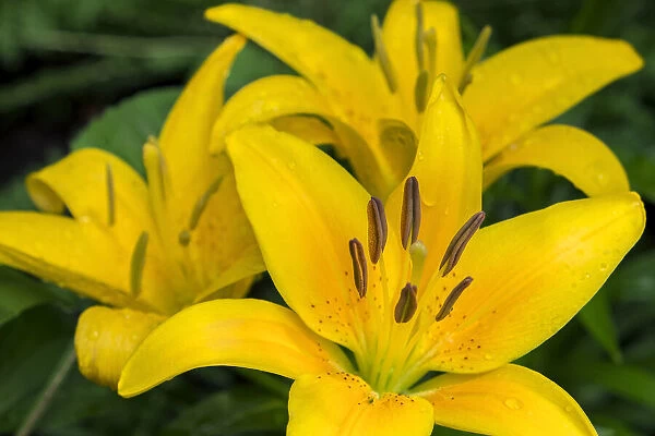 Yellow daylily, USA