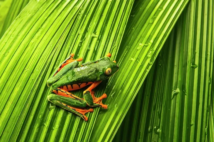 Framed Print : Yellow-eyed tree frog, La Paz Waterfall Gardens, Alajuela Province, Costa Rica