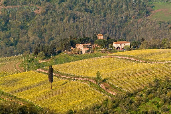 Yellow fields and the green Tuscan landscape surrounding a small group of buildings