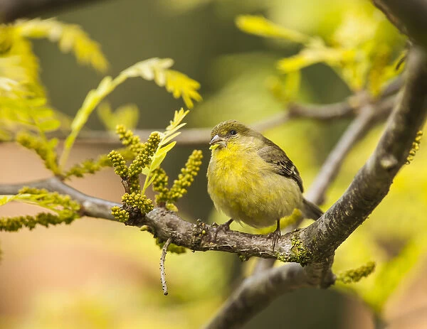 Yellow Finch with young seeds of a Honey Locust Tree