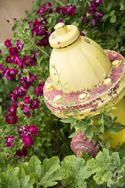 Yellow fire hydrant surrounded by roses, Taos, New Mexico, USA