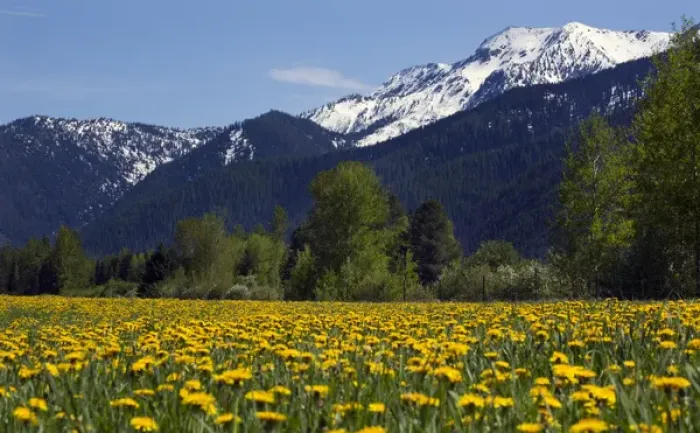 Framed Print : Yellow Flower Farm in front of Snow Mountain Near Glacier National Park Montana