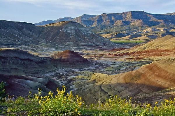 Yellow flowers in Painted Hills, John Day Fossil Beds National Monument, Mitchell, Oregon, USA