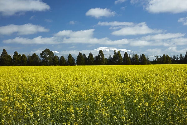 Yellow flowers of rapeseed field, near Methven and Mt. Hutt, Mid Canterbury, South Island
