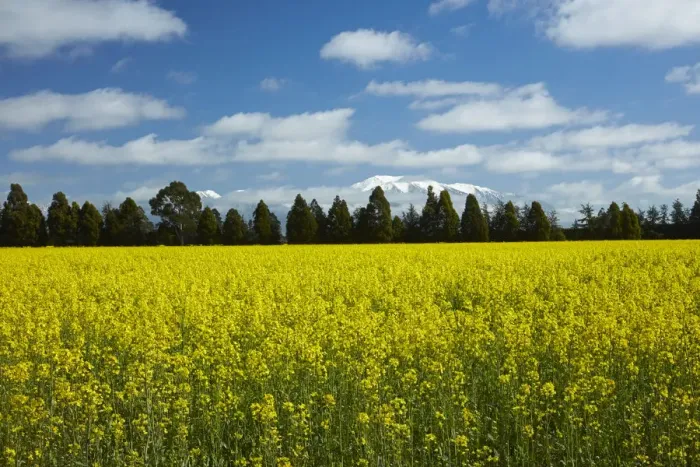 Framed Print : Yellow flowers of rapeseed field, near Methven and Mt. Hutt, Mid Canterbury, South Island Framed Print : Yellow flowers of rapeseed field, near Methven and Mt. Hutt, Mid Canterbury, South Island