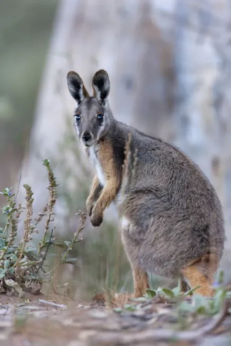 Framed Print : Yellow-footed rock-wallaby, Petrogale xanthopus, in the Flinders Ranges National Framed Print : Yellow-footed rock-wallaby, Petrogale xanthopus, in the Flinders Ranges National