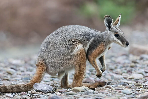 Yellow-footed rock-wallaby, Petrogale xanthopus, in the Flinders Ranges National