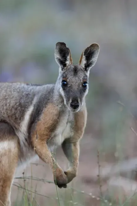Framed Print : Yellow-footed rock-wallaby, Petrogale xanthopus, in the Flinders Ranges National