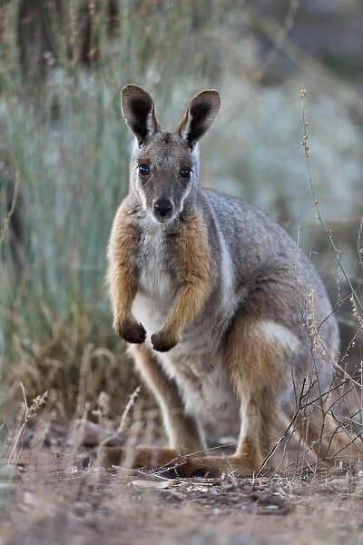 Yellow-footed rock-wallaby, Petrogale xanthopus, in the Flinders Ranges National
