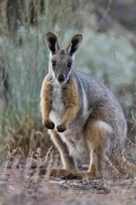 Framed Print : Yellow-footed rock-wallaby, Petrogale xanthopus, in the Flinders Ranges National Framed Print : Yellow-footed rock-wallaby, Petrogale xanthopus, in the Flinders Ranges National