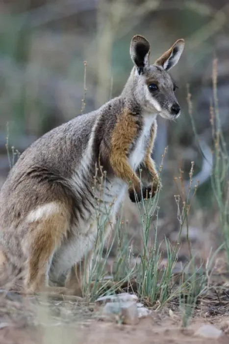 Framed Print : Yellow-footed rock-wallaby, Petrogale xanthopus, in the Flinders Ranges National