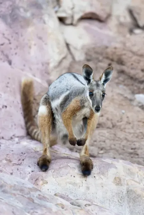 Framed Print : Yellow-footed rock-wallaby, Petrogale xanthopus, in the Flinders Ranges National Framed Print : Yellow-footed rock-wallaby, Petrogale xanthopus, in the Flinders Ranges National