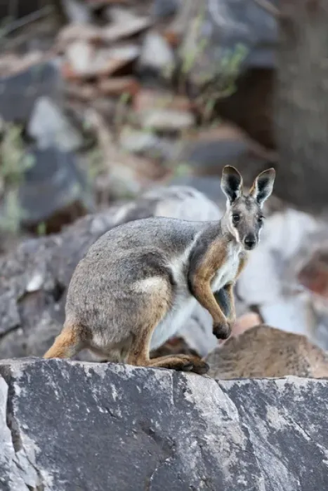 Framed Print : Yellow-footed rock-wallaby, Petrogale xanthopus, in the Flinders Ranges National