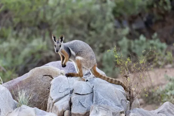 Framed Print : Yellow-footed rock-wallaby, Petrogale xanthopus, in the Flinders Ranges National Framed Print : Yellow-footed rock-wallaby, Petrogale xanthopus, in the Flinders Ranges National