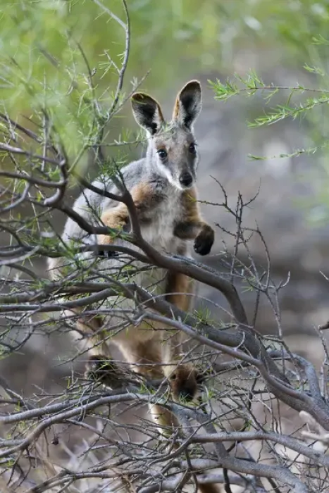 Framed Print : Yellow-footed rock-wallaby, Petrogale xanthopus, in the Flinders Ranges National Framed Print : Yellow-footed rock-wallaby, Petrogale xanthopus, in the Flinders Ranges National
