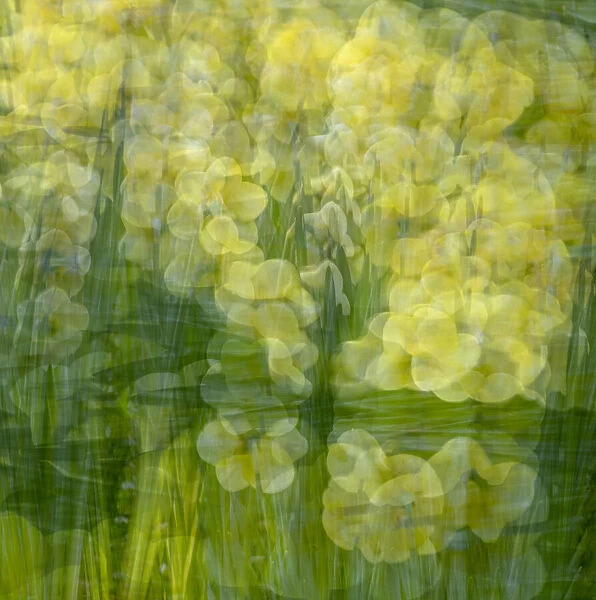 Yellow and green floral abstract