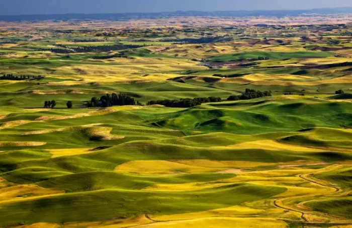 Framed Print : Yellow Green Wheat Fields Roads and Farms from Steptoe Butte at Palouse Washington Framed Print : Yellow Green Wheat Fields Roads and Farms from Steptoe Butte at Palouse Washington