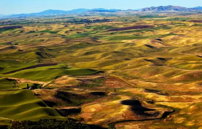 Framed Print : Yellow Green Wheat Fields Roads and Farms from Steptoe Butte at Palouse Washington Framed Print : Yellow Green Wheat Fields Roads and Farms from Steptoe Butte at Palouse Washington