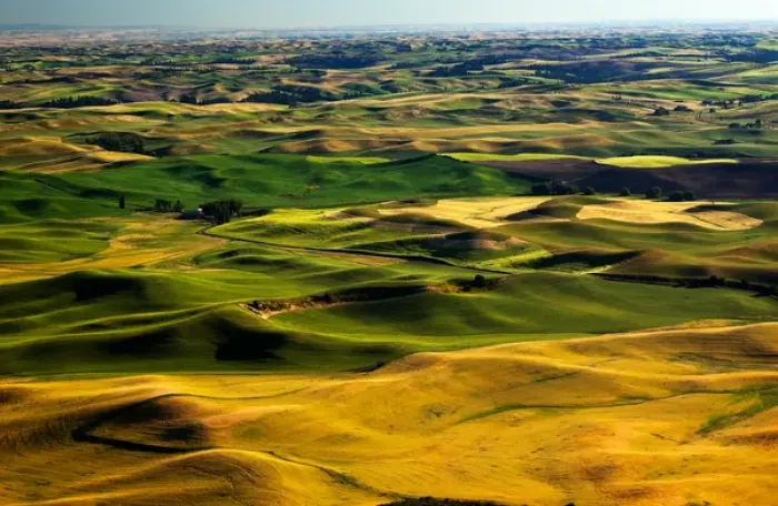 Framed Print : Yellow Green Wheat Fields Roads and Farms from Steptoe Butte at Palouse Washington Framed Print : Yellow Green Wheat Fields Roads and Farms from Steptoe Butte at Palouse Washington