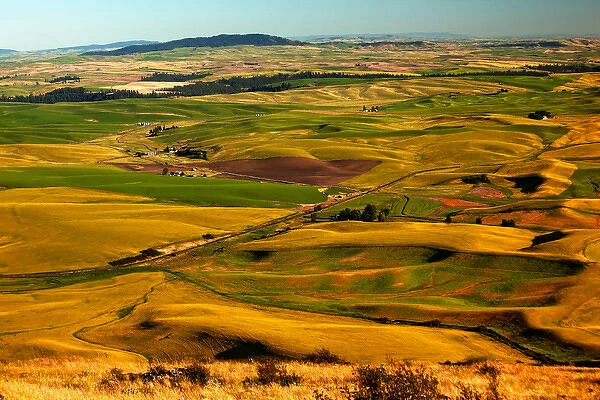 Yellow Green Wheat Fields Roads and Red Farms from Steptoe Butte at Palouse Washington