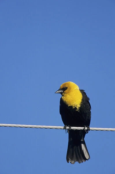 Yellow-headed Blackbird (Xanthocephalus xanthocephalus) male on power line near Waubay