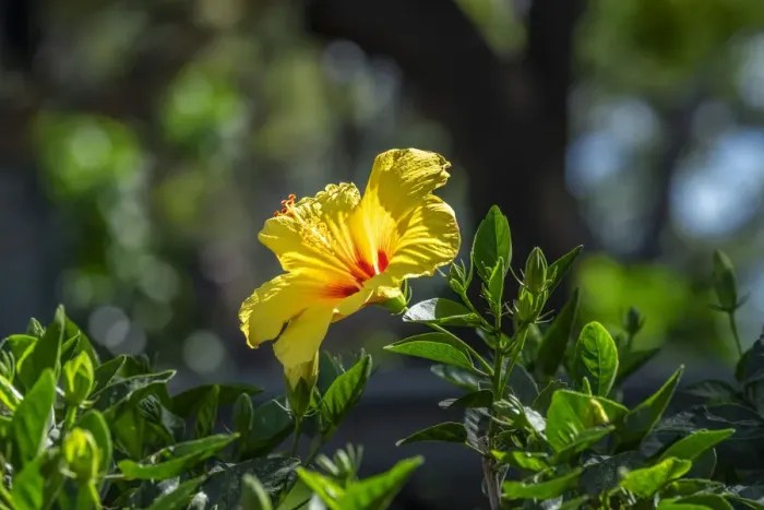 Framed Print : Yellow Hibiscus
