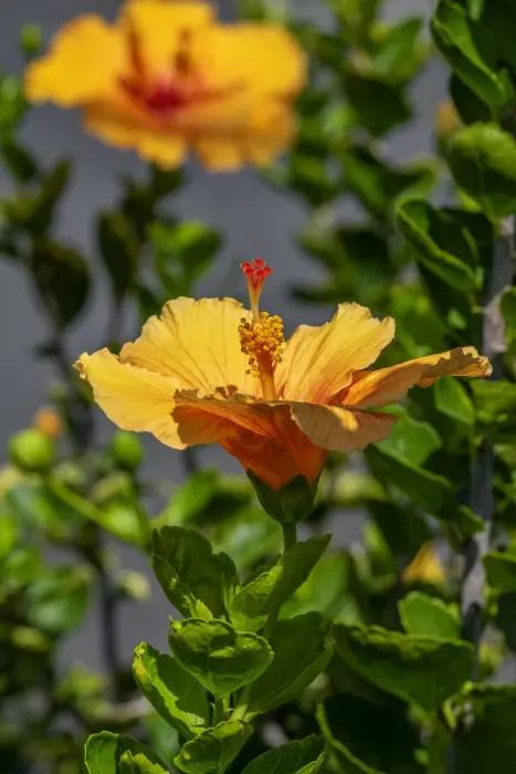 Framed Print : Yellow Hibiscus Framed Print : Yellow Hibiscus