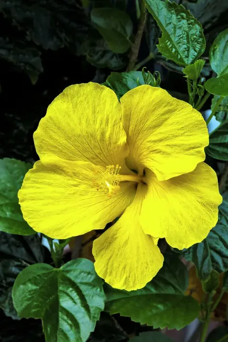 Framed Print : Yellow hibiscus flower