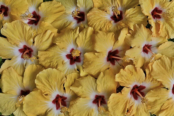 Yellow hibiscus flower grouping, Maui, Hawaii