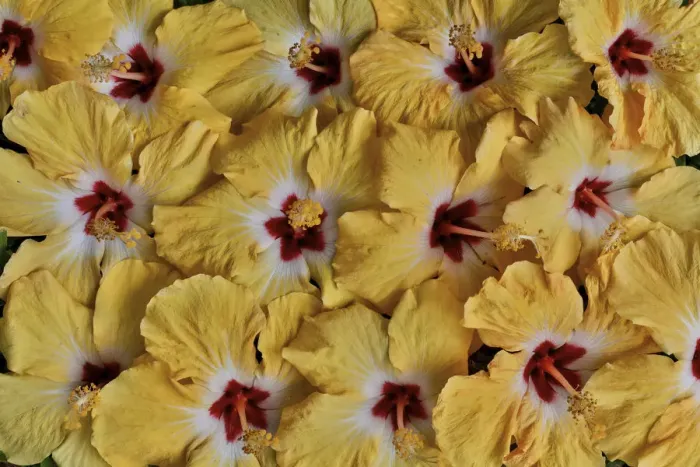 Framed Print : Yellow hibiscus flower grouping, Maui, Hawaii Framed Print : Yellow hibiscus flower grouping, Maui, Hawaii